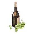 Watercolor white wine glass bottle, fresh ripe green grapes. Hand draw background with food objects for picnic.Concept Royalty Free Stock Photo