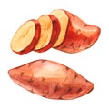 Watercolor whole and cuted slice sweet potato set hand drawn illustration isolated on white
