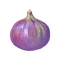 Watercolor whole fig on white background