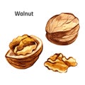 Watercolor whole and piece walnut ingredient set hand drawn illustration isolated on white