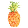 Watercolor whole pineapple, hand painted isolated illustration Royalty Free Stock Photo