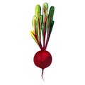 Watercolor whole single beetroot with leaf hand drawn illustration isolated on white