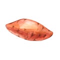 Watercolor whole single sweet potato hand drawn illustration isolated on white