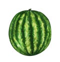 Watercolor whole watermelon. Hand drawn illustration of ripe summer tropical fruit isolated on white