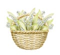 Watercolor wicker basket with bouquet with may-lily Royalty Free Stock Photo