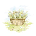 Watercolor wicker basket with bouquet with may-lily Royalty Free Stock Photo