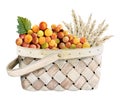 Watercolor wicker basket with red orange grapes and wheat illustration isolated on white background. Shavuot greetings Royalty Free Stock Photo