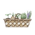 Watercolor wicker basket with sprouts
