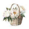 Watercolor wicker basket with white peonies.