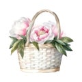 Watercolor wicker basket with white peonies.