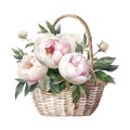 Watercolor wicker basket with white peonies.