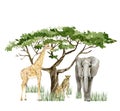 Watercolor wild Africa animal Elephant, Giraffe Cheetah and tree savaanah. Nature Africa, southern trees in the savannah for greet