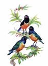 Watercolor wild exotic birds on flowers