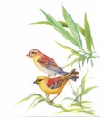 Watercolor wild exotic birds on flowers