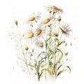 Watercolor wild flowers - chamomile. Printable flower painting