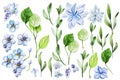 Watercolor wild flowers, forget-me-not, field herbs, , natural elements, green leaves