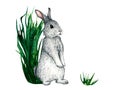 Watercolor wild forest animal footprints. Hare, rabbit. Woodland illustration for kids design Royalty Free Stock Photo