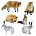 Watercolor wild forest animals, foxes, squirrel, hares, set of hand drawn illustration isolated on white background. Royalty Free Stock Photo