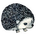 Watercolor wild forest animals: hedgehog isolated on white background. Woodland hand-painted nature illustration for Royalty Free Stock Photo