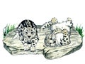 Watercolor wild forest animals: snow leopard kitten, irbis on forest lawn scene. Woodland hand-painted nature Royalty Free Stock Photo