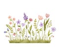 Watercolor wild herbs and flowers illustration. Hand painted meadow with grass and wildflowers isolated on white