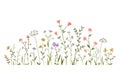 Watercolor wild herbs and flowers illustration. Hand painted meadow with grass and wildflowers isolated on white