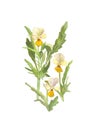 Watercolor wild pansies flower on white background