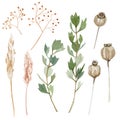 Watercolor wild plants set. Boho rustic natural elements. Botanical dry seed pods and branches in bohemian style.