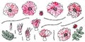 Watercolor Wild Rose Pink Flower. Dog Rose, Briar Leaf. Botanical Painting. Realistic Hand Drawn Illustration. Savoyar Royalty Free Stock Photo