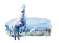 Watercolor wild white horses run and jump on western backdrop with cactus desert, stones and mountains . Original Royalty Free Stock Photo