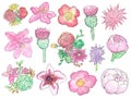 Watercolor Wildflower Hand Painted Set Isolated Royalty Free Stock Photo