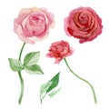 Watercolor wildflower set of pink rose and wine rose. Gentle botanical illustration for greeting cards Royalty Free Stock Photo