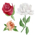 Watercolor wildflower set of white peony, blush and red rose. Botanical illustration for greeting cards, wedding invintation