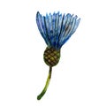 Watercolor wildflowers. Blue flowerhead cornflower