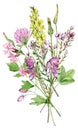 Watercolor wildflowers bouquet. Beautiful meadow flowers bunch. Floral arrangement.