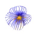 Watercolor wildflowers. Gently-blue flowerhead pansy