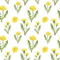 Watercolor wildflowers and herbs seamless pattern. Hand drawn dandelion flowers on white background. Summer meadow illustration. Royalty Free Stock Photo