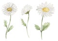 Watercolor Wildflowers illustration set, daisy meadow florals clipart, chamomile