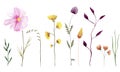 Watercolor wildflowers illustrations set.