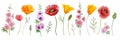 Watercolor wild flowers isolated