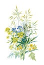 Watercolor wildflowers and leaves on white background.