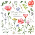 Watercolor wildflowers, meadow flowers, herbs, plants. Flower botanical set on a white background.