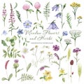 Watercolor wildflowers, meadow flowers, herbs, plants. Flower botanical set on a white background.