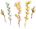 Watercolor willow branch collection Royalty Free Stock Photo