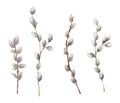 Watercolor willow branches. Hand painted willow wood isolated on white background. Spring illustration for design, print