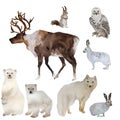 Watercolor winter animals, deer, polar fox, squirrel, hares and white bears, polar owl, set of hand drawn illustration Royalty Free Stock Photo