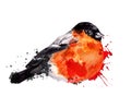 Watercolor winter bird - bullfinch