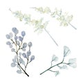 Watercolor winter branches, leaves and berries. Botanical plant, fall floral, dried flowers and dusty wildfloral elements Royalty Free Stock Photo