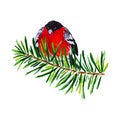 Watercolor winter bullfinch on the fir tree branch isolated Royalty Free Stock Photo