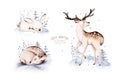 Watercolor winter forest animals deer with fawn, owl rabbits, bear birds on white background. Wild forest fox and